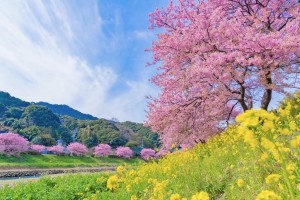 Kawazu-Sakura-in-Minamiizu-cho-Kamo-gun-Shizuoka-Prefecture